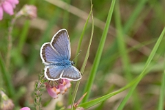 David Plant Photography - Wildlife Photography - Silver studded blue - B